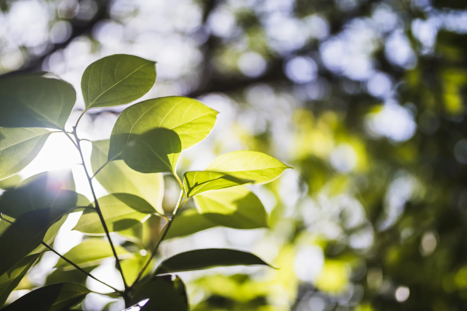 sunflare-green-leaves-nature